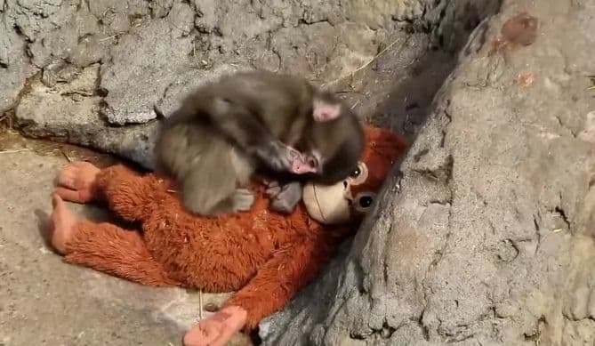 Meet Punch: The Viral Baby Monkey Captivating the World from Japan