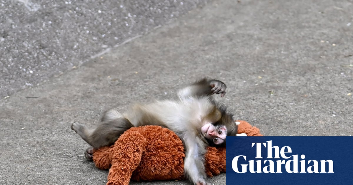 Why Viral Monkey Punch's IKEA Toy Sells for Hundreds on eBay